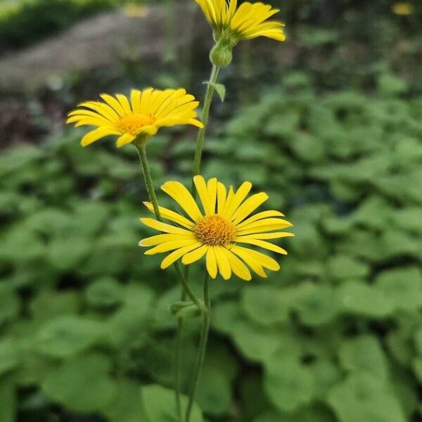 Doronicum pardalianches Kvet