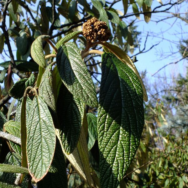 Viburnum rhytidophyllum Folha