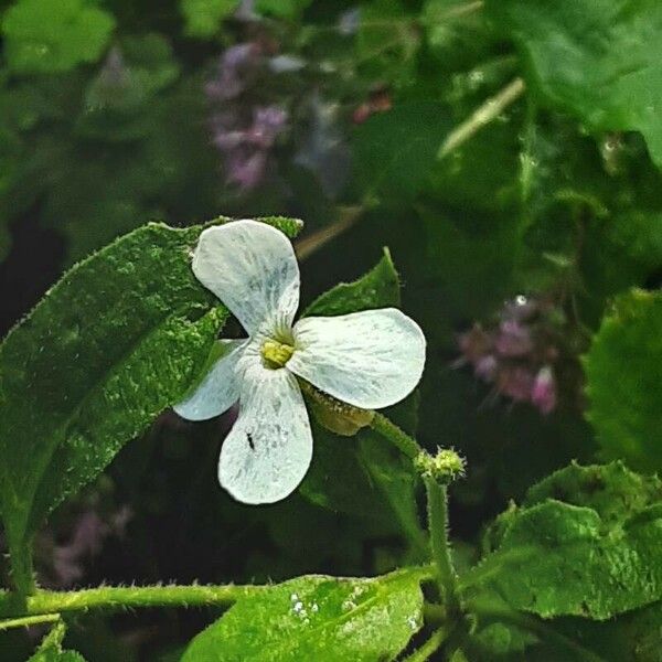 Hesperis matronalis Fleur