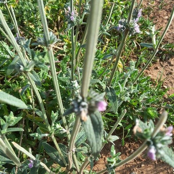 Stachys cretica Kvet