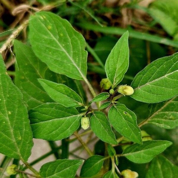 Physalis angulata Foglia