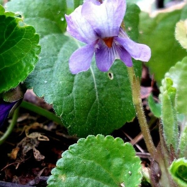 Viola odorata Цветок