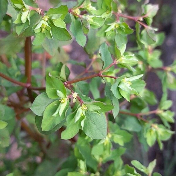 Euphorbia peplus Flower