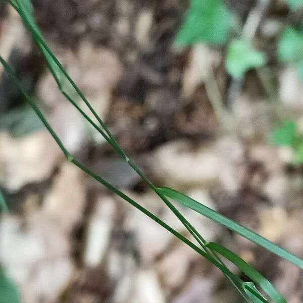 Poa nemoralis Foglia