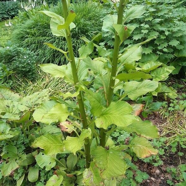 Cardiocrinum giganteum Folha