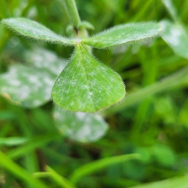 Trifolium incarnatum Hoja