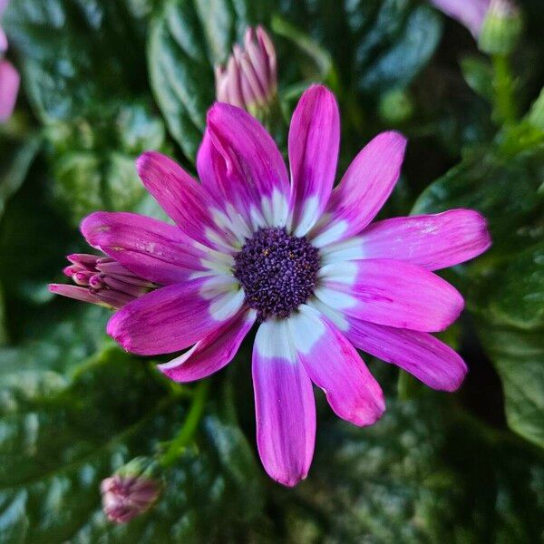 Pericallis lanata Blüte