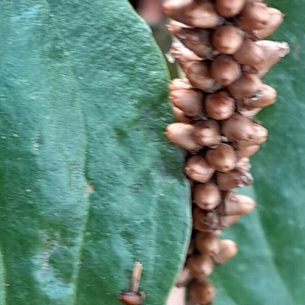 Plantago major Fruit