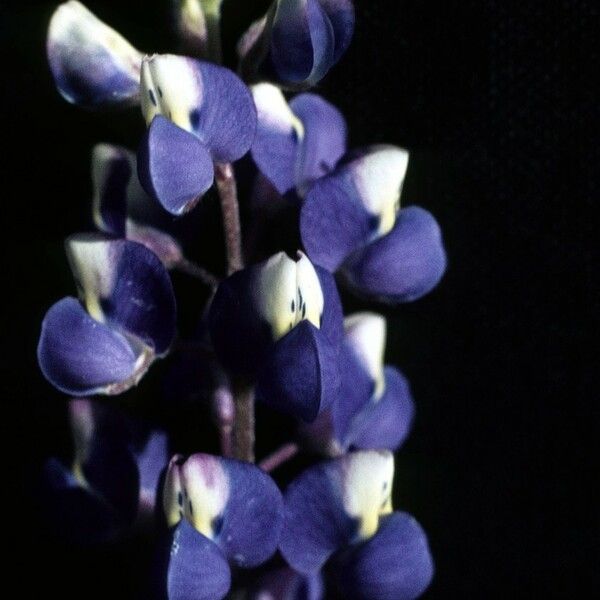 Lupinus nanus Flors