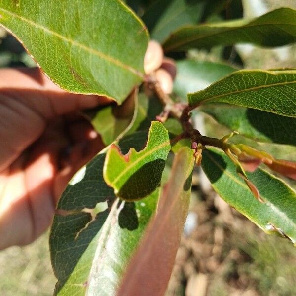 Syzygium guineense Foglia