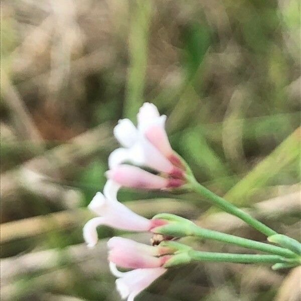 Cynanchica aristata Flower