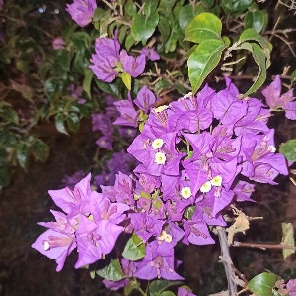 Bougainvillea glabra Flors