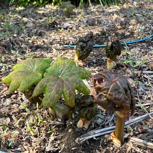 Podophyllum peltatum Lapas