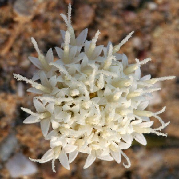 Chaenactis carphoclinia Flor