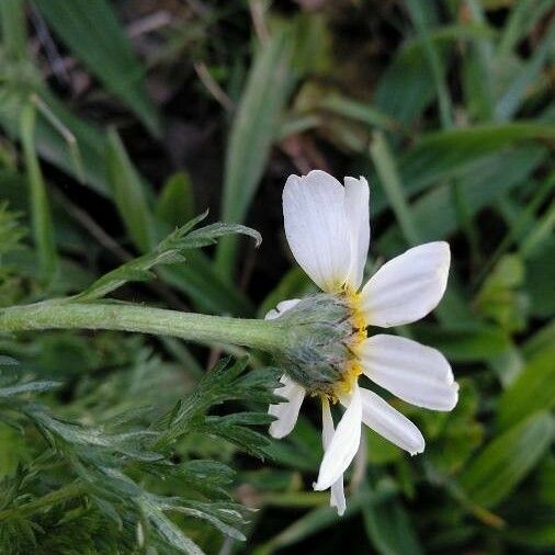 Anacyclus clavatus ফুল