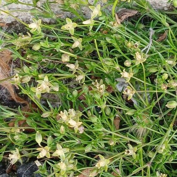 Sagina procumbens Alkat (teljes növény)