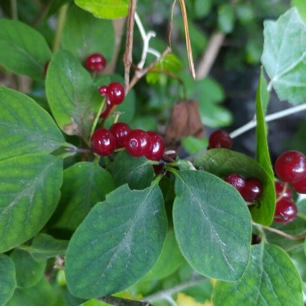 Lonicera xylosteum Fruit