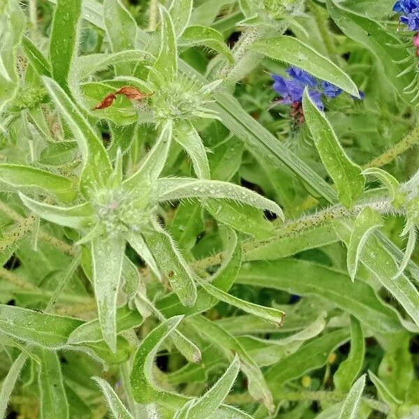 Echium vulgare 葉