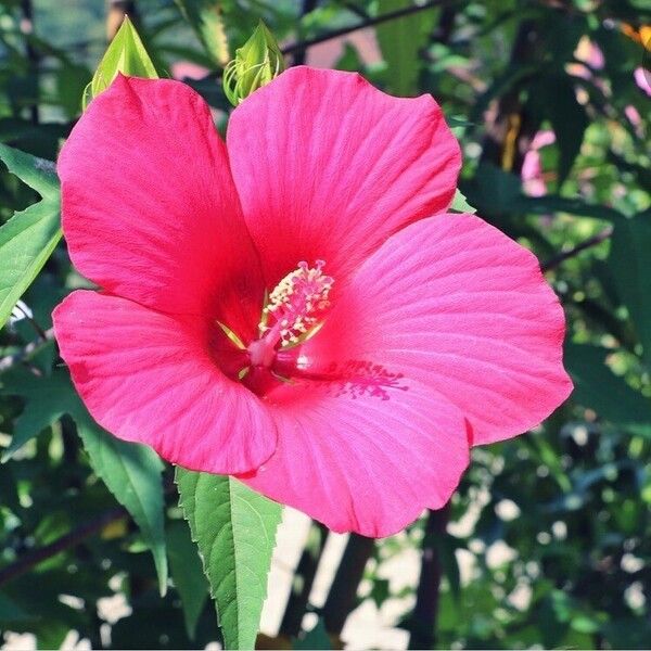 Hibiscus cannabinus Flower