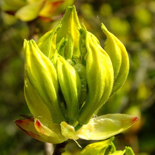 Rhododendron luteum 花