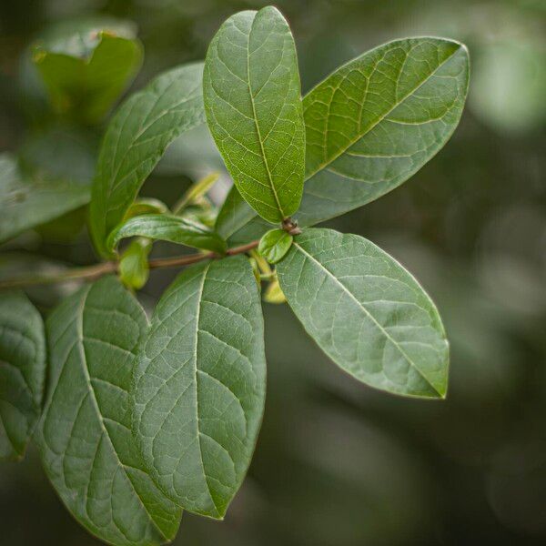 Antidesma ghaesembilla Leaf