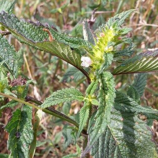 Galeopsis bifida Flower