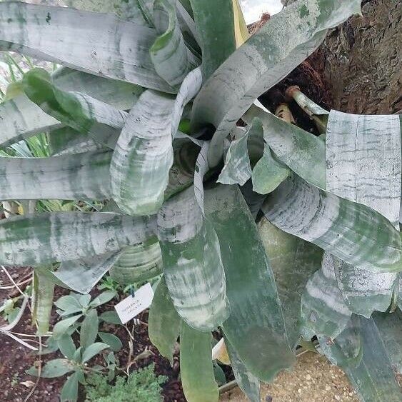 Aechmea fasciata Levél