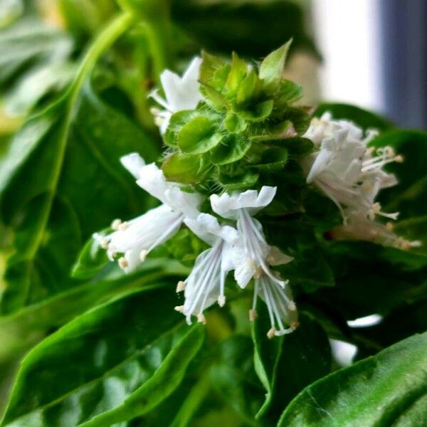 Ocimum basilicum Flower