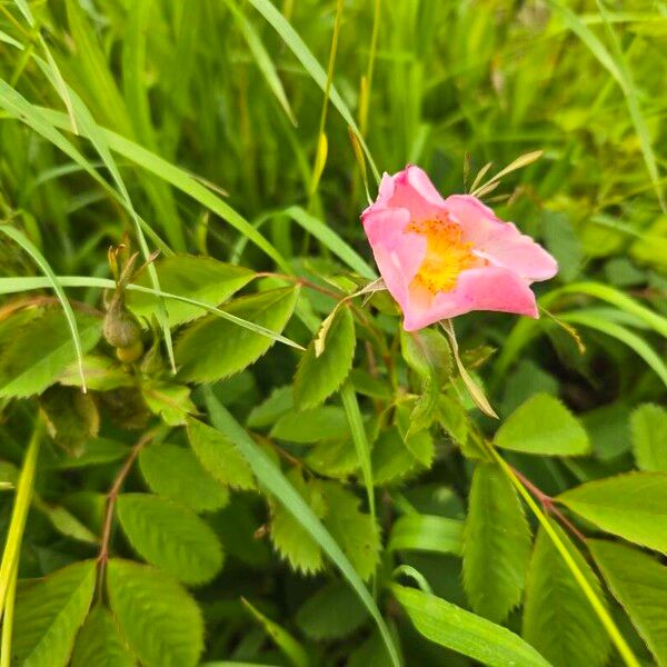 Rosa arkansana ফুল