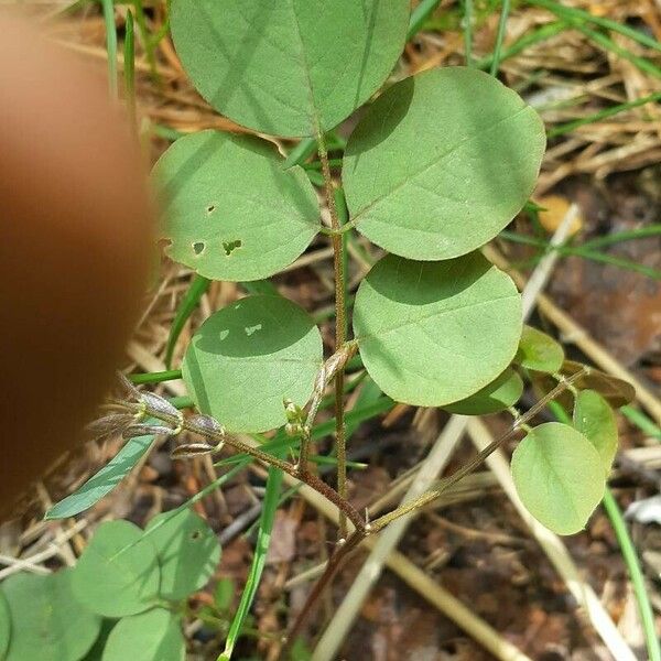 Grona triflora Blatt