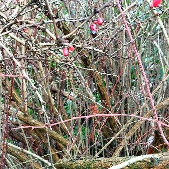 Berberis thunbergii बार्क (छाल)