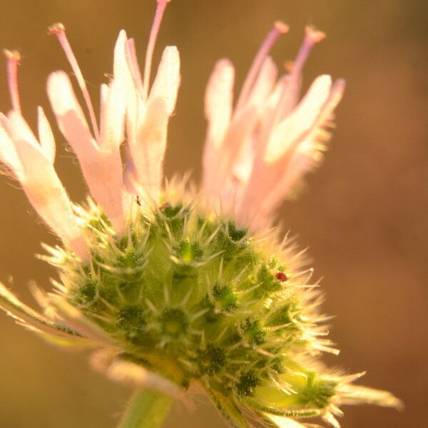 Knautia collina Blomma