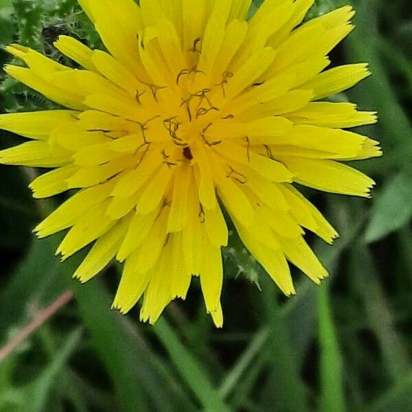 Helminthotheca echioides Flower