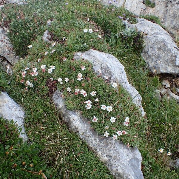 Potentilla nitida Συνήθη χαρακτηριστικά