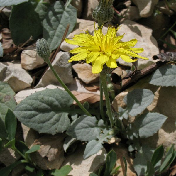 Crepis pygmaea Kwiat