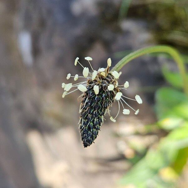 Plantago argentea Fruit