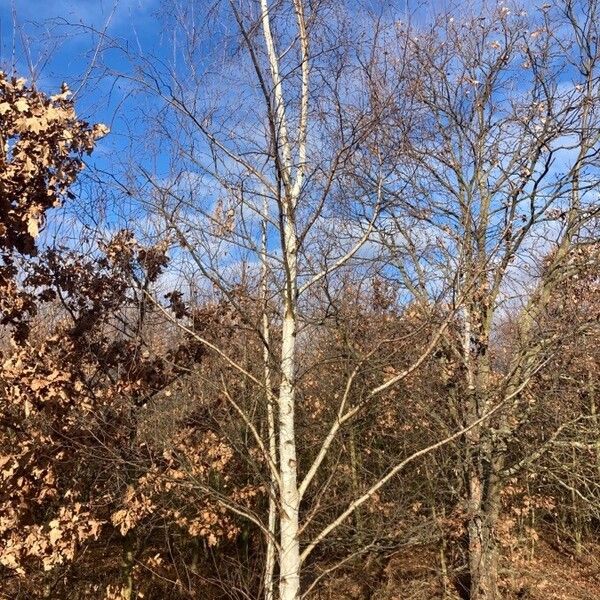 Betula pubescens Fuelha