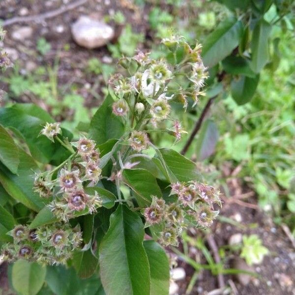 Amelanchier alnifolia Egyéb