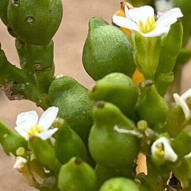 Cakile edentula Flower