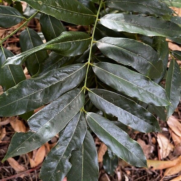 Castanospermum australe পাতা