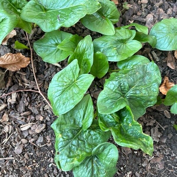 Arum cylindraceum Blad