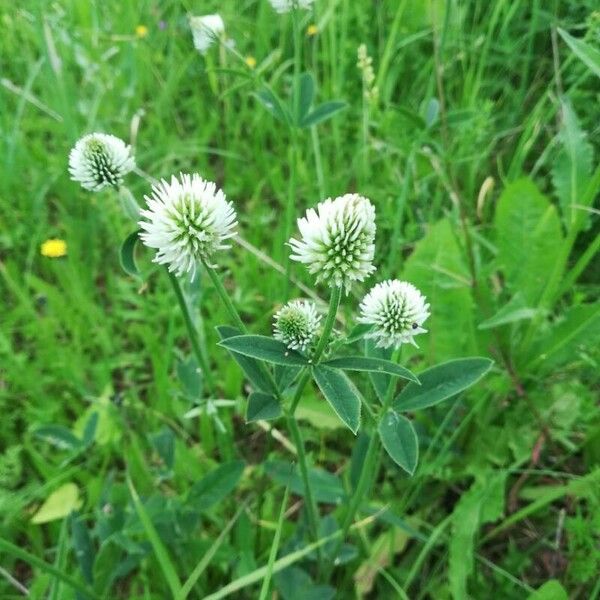 Trifolium montanum Flower