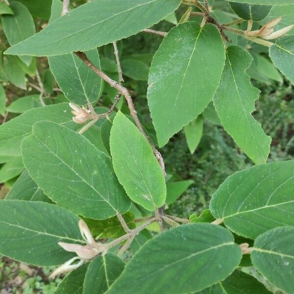 Viburnum buddleifolium ᱥᱟᱠᱟᱢ