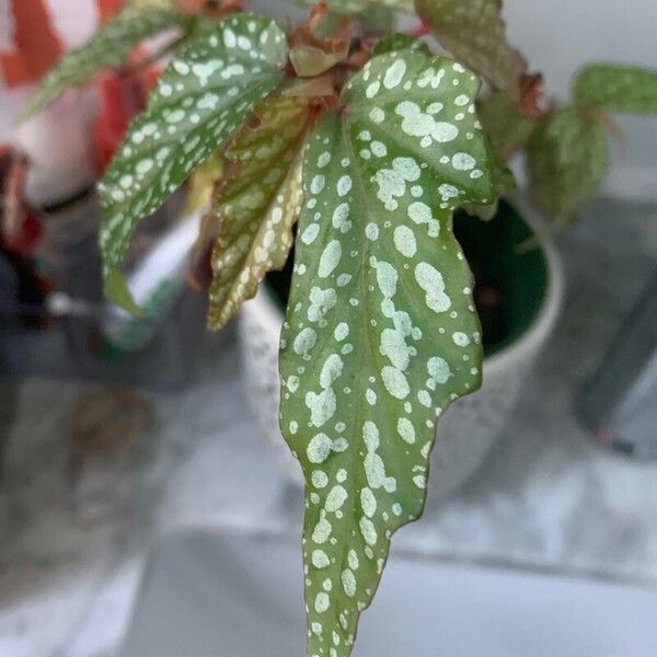 Begonia aconitifolia Blad