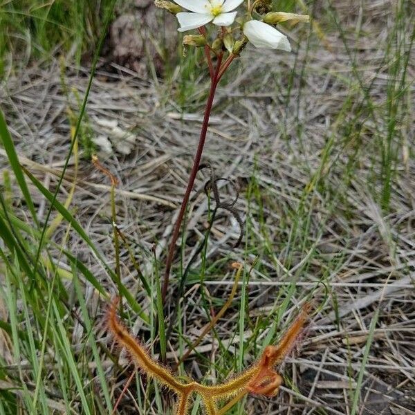 Drosera binata Habit