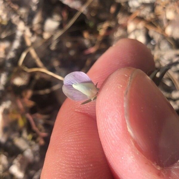 Lathyrus angulatus Flower