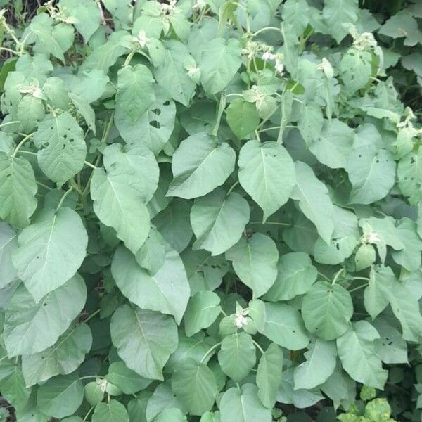 Solanum abutiloides Alkat (teljes növény)