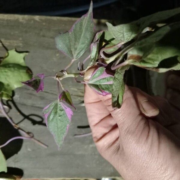 Ipomoea batatas Leaf