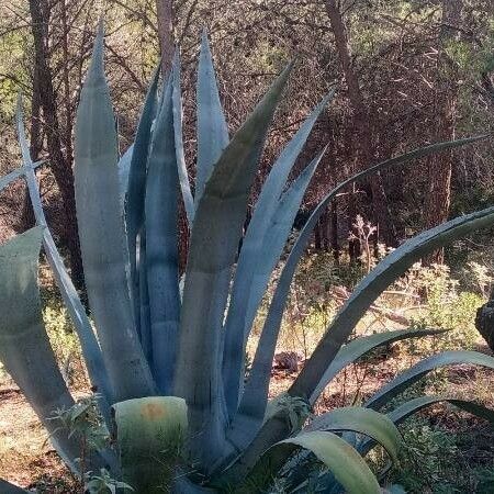 Agave americana Ліст