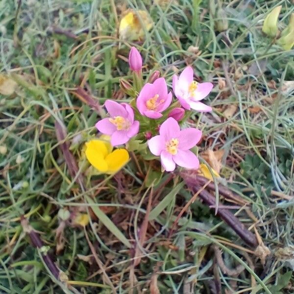 Centaurium littorale Virág